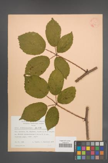 Rubus wimmerianus [KOR 22860]