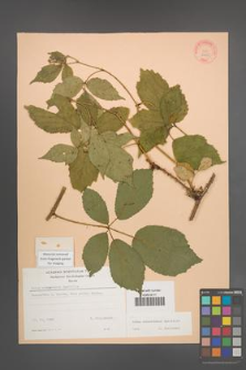 Rubus wimmerianus [KOR 22935]