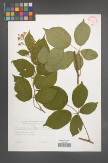Rubus wimmerianus [KOR 29277]