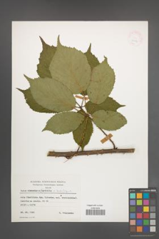 Rubus wimmerianus [KOR 24953]