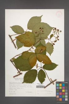 Rubus wimmerianus [KOR 25585]