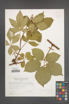 Rubus wimmerianus [KOR 30026]