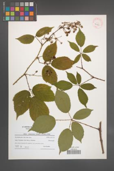 Rubus wimmerianus [KOR 40781]
