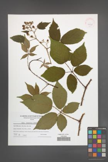Rubus wimmerianus [KOR 42140]