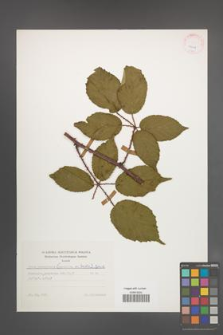 Rubus wimmerianus [KOR 25628]