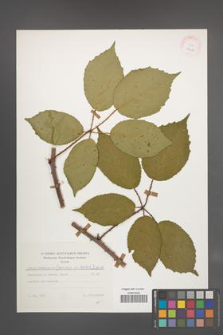 Rubus wimmerianus [KOR 25633]