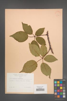 Rubus wimmerianus [KOR 22946]