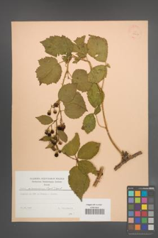 Rubus wimmerianus [KOR 23417]