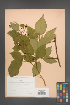 Rubus wimmerianus [KOR 22948]