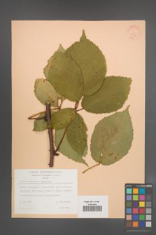 Rubus wimmerianus [KOR 22947]