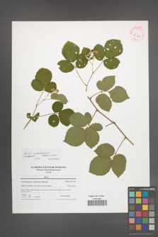 Rubus salisburgensis [KOR 42126]