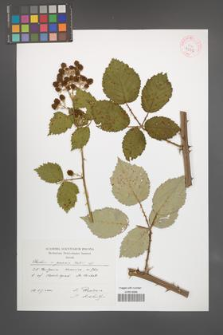 Rubus praecox [KOR 43107]