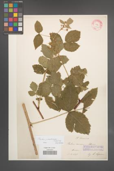 Rubus pseudidaeus [KOR 18702]
