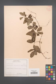 Cayratia japonica [KOR 28289]