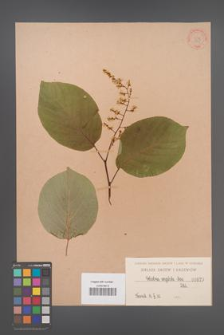 Celastrus angulata [angulatus] [KOR 875]