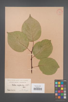 Celastrus angulata [angulatus] [KOR 876]