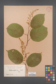 Celastrus angulata [angulatus] [KOR 877]