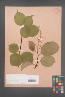 Celastrus angulata [angulatus] [KOR 33993]