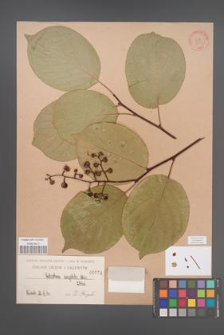 Celastrus angulata [angulatus] [KOR 874]