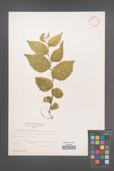 Celtis caucasica [KOR 12559]