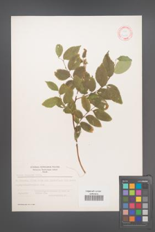 Celtis caucasica [KOR 12558]