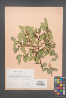 Celtis glabrata [KOR 30133]