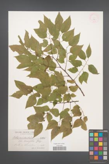 Celtis occidentalis [KOR 847]