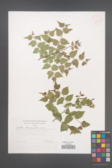 Celtis tournefortii [KOR 29659]