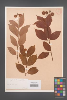 Cephalanthus occidentalis [KOR 54383]