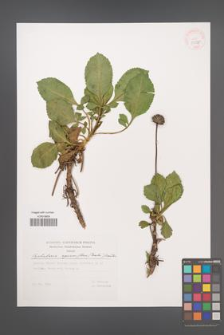 Cephalaria squamiflora [KOR 29686]