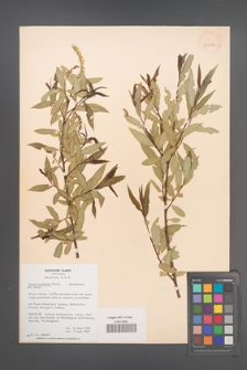 Salix acutifolia [KOR 36430]