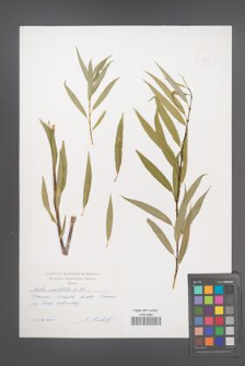 Salix acutifolia [KOR 49488]