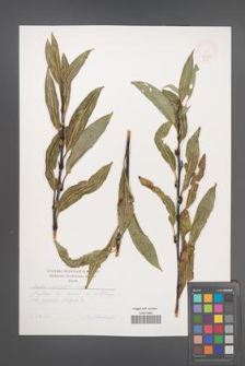 Salix acutifolia [KOR 47492]