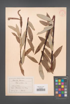Salix acutifolia [KOR 18755]