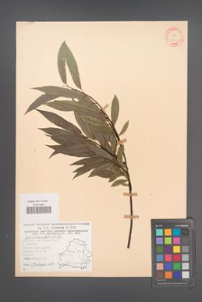 Salix acutifolia [KOR 18751]