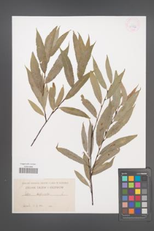Salix daphnoides [KOR 36766]