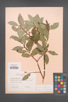 Salix aegyptiaca [KOR 19114]