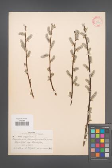 Salix aegyptiaca [KOR 18773]