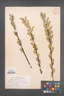 Salix aegyptiaca [KOR 18771]