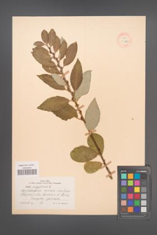 Salix aegyptiaca [KOR 18769]
