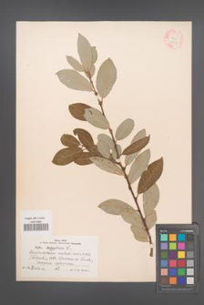 Salix aegyptiaca [KOR 18770]