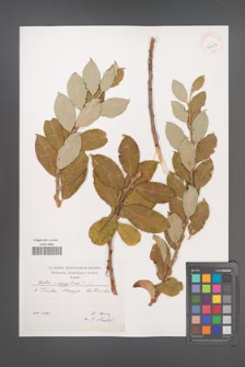 Salix aegyptiaca [KOR 40359]