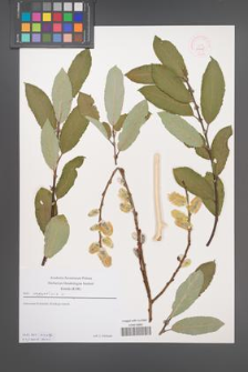 Salix aegyptiaca [KOR 51745]