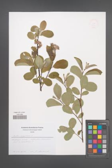 Salix aegyptiaca [KOR 51344]