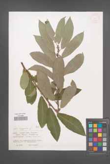 Salix aegyptiaca [KOR 38674]
