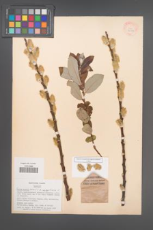Salix aegyptiaca [KOR 36573a]