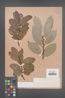 Salix aegyptiaca [KOR 36574]