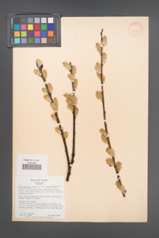 Salix aegyptiaca [KOR 36572]