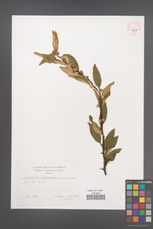 Chaenomeles cathayensis [KOR 45251]