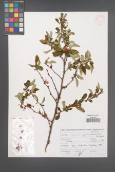 Chaenomeles japonica [KOR 46957]